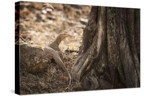 Monitor Lizard, Ranthambhore National Park, Rajasthan, India, Asia-Janette Hill-Stretched Canvas