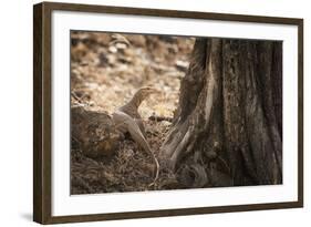 Monitor Lizard, Ranthambhore National Park, Rajasthan, India, Asia-Janette Hill-Framed Photographic Print