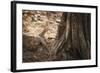 Monitor Lizard, Ranthambhore National Park, Rajasthan, India, Asia-Janette Hill-Framed Photographic Print