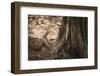 Monitor Lizard, Ranthambhore National Park, Rajasthan, India, Asia-Janette Hill-Framed Photographic Print