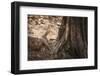 Monitor Lizard, Ranthambhore National Park, Rajasthan, India, Asia-Janette Hill-Framed Photographic Print