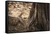 Monitor Lizard, Ranthambhore National Park, Rajasthan, India, Asia-Janette Hill-Framed Stretched Canvas