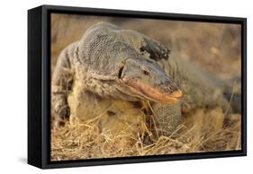 Monitor Lizard-DLILLC-Framed Stretched Canvas