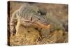 Monitor Lizard-DLILLC-Stretched Canvas