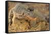 Monitor Lizard-DLILLC-Framed Stretched Canvas