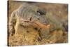 Monitor Lizard-DLILLC-Stretched Canvas