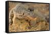 Monitor Lizard-DLILLC-Framed Stretched Canvas