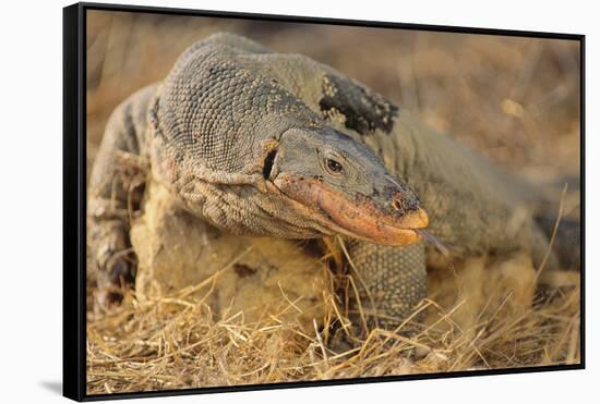 Monitor Lizard-DLILLC-Framed Stretched Canvas