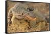 Monitor Lizard-DLILLC-Framed Stretched Canvas