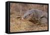 Monitor Lizard-DLILLC-Framed Stretched Canvas