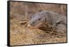 Monitor Lizard-DLILLC-Framed Stretched Canvas