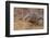 Monitor Lizard-DLILLC-Framed Photographic Print