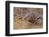 Monitor Lizard-DLILLC-Framed Photographic Print