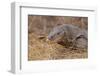 Monitor Lizard-DLILLC-Framed Photographic Print