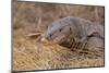 Monitor Lizard-DLILLC-Mounted Photographic Print