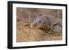 Monitor Lizard-DLILLC-Framed Photographic Print