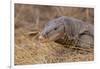 Monitor Lizard-DLILLC-Framed Photographic Print