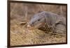 Monitor Lizard-DLILLC-Framed Photographic Print