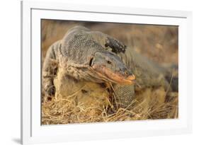 Monitor Lizard-DLILLC-Framed Photographic Print