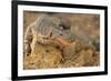 Monitor Lizard-DLILLC-Framed Photographic Print