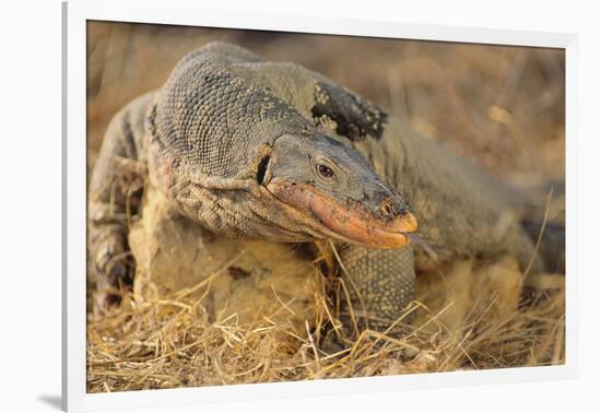 Monitor Lizard-DLILLC-Framed Photographic Print