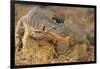 Monitor Lizard-DLILLC-Framed Photographic Print