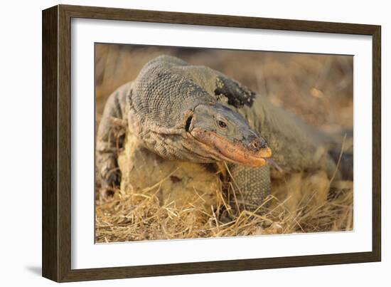 Monitor Lizard-DLILLC-Framed Photographic Print