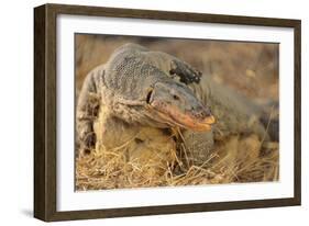 Monitor Lizard-DLILLC-Framed Photographic Print