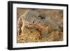 Monitor Lizard-DLILLC-Framed Photographic Print