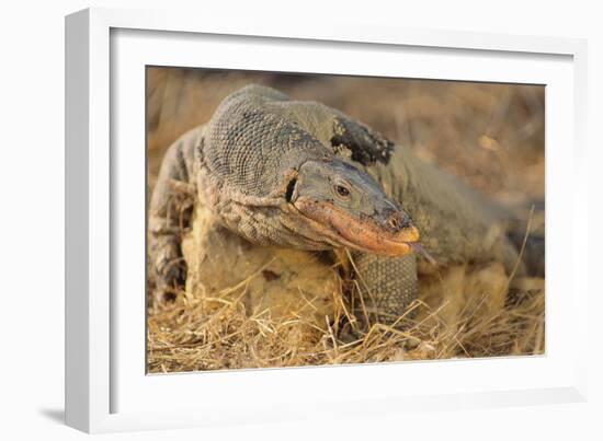 Monitor Lizard-DLILLC-Framed Photographic Print