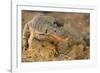 Monitor Lizard-DLILLC-Framed Photographic Print