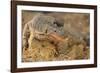 Monitor Lizard-DLILLC-Framed Photographic Print