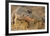 Monitor Lizard-DLILLC-Framed Photographic Print