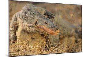 Monitor Lizard-DLILLC-Mounted Photographic Print