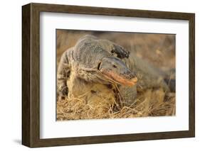 Monitor Lizard-DLILLC-Framed Photographic Print