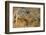 Monitor Lizard-DLILLC-Framed Photographic Print