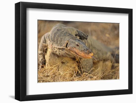 Monitor Lizard-DLILLC-Framed Photographic Print