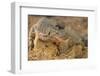 Monitor Lizard-DLILLC-Framed Photographic Print