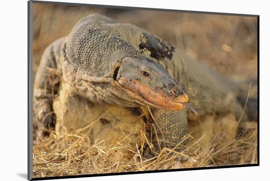 Monitor Lizard-DLILLC-Mounted Photographic Print