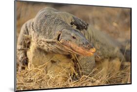 Monitor Lizard-DLILLC-Mounted Photographic Print