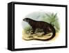 Monitor Lizard-null-Framed Stretched Canvas