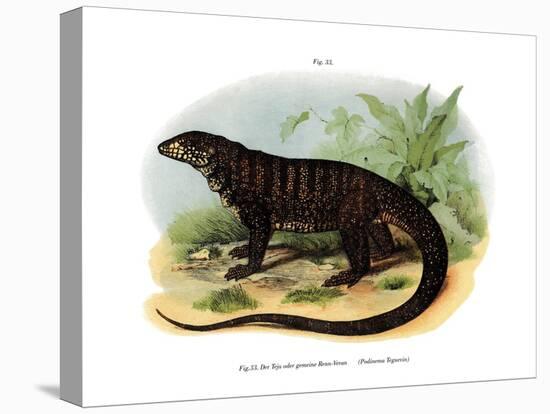 Monitor Lizard-null-Stretched Canvas