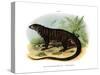 Monitor Lizard-null-Stretched Canvas