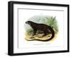 Monitor Lizard-null-Framed Giclee Print