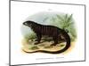 Monitor Lizard-null-Mounted Giclee Print