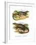 Monitor Lizard-null-Framed Giclee Print