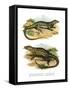 Monitor Lizard-null-Framed Stretched Canvas