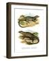 Monitor Lizard-null-Framed Giclee Print