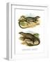 Monitor Lizard-null-Framed Giclee Print