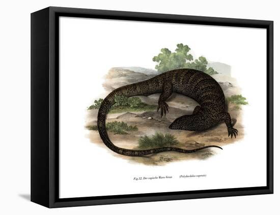 Monitor Lizard-null-Framed Stretched Canvas